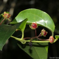 Hortonia floribunda Wight ex Arn.